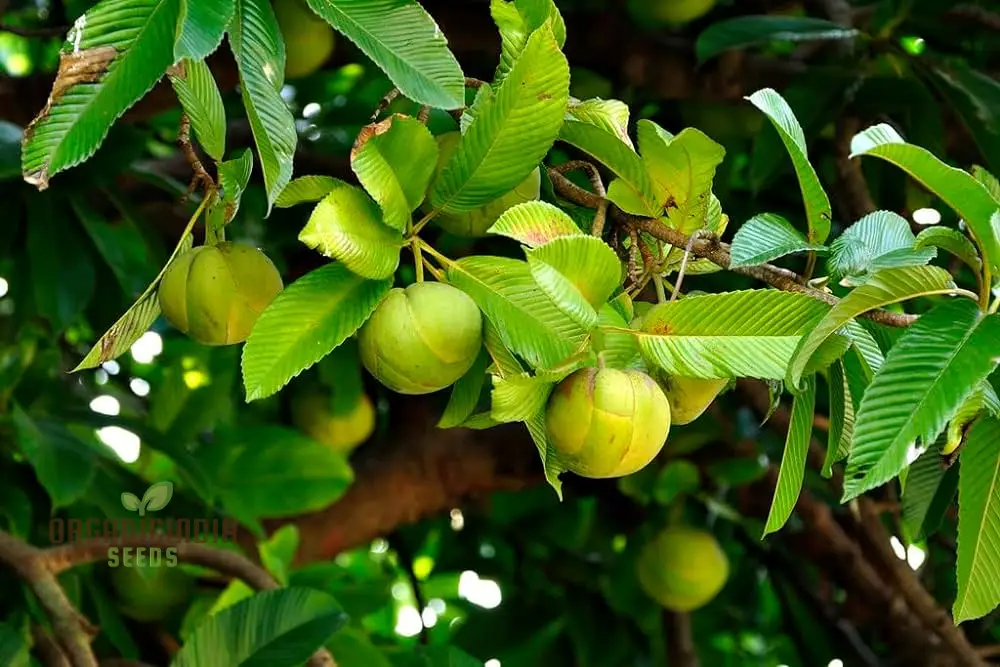Dillenia indica Fruit Seeds for Planting, Cultivating Unique and Exotic Fruits in Your Garden - Image 4