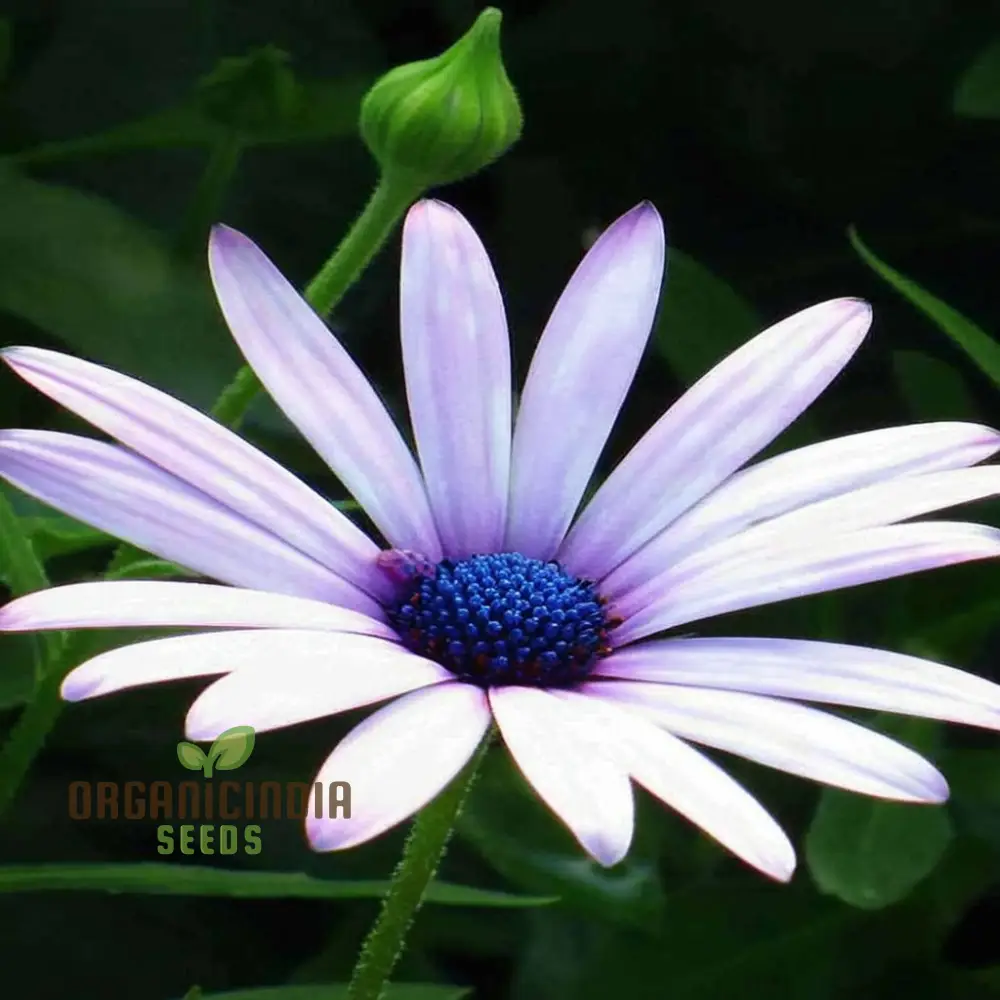 Dimorphotheca White Flower Seeds - Pure and Elegant Blooms for Serene Garden Settings