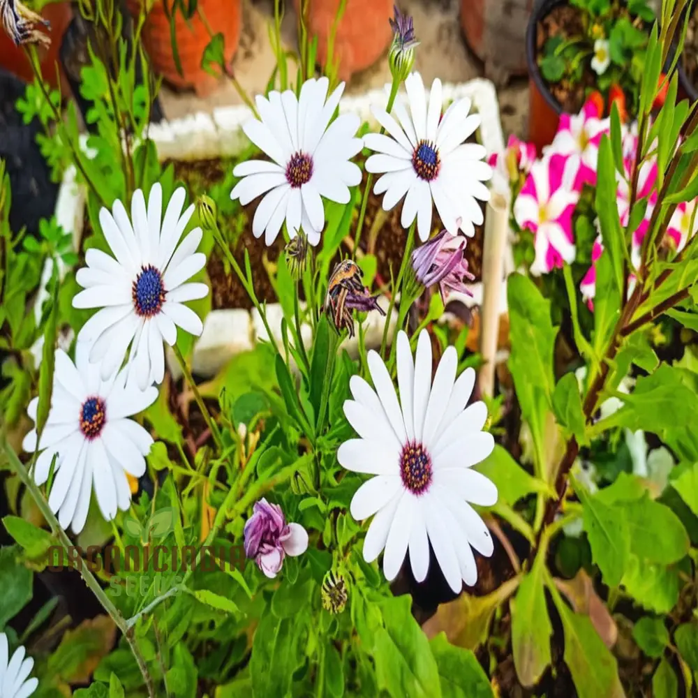 Dimorphotheca White Flower Seeds - Pure and Elegant Blooms for Serene Garden Settings - Image 3