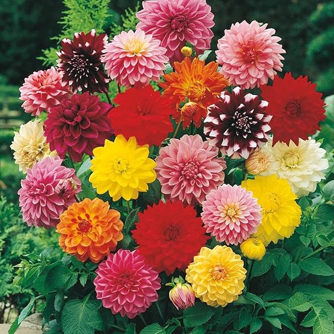 Dinnerplate Dahlia Seeds - Cut Flowers, Ornamental, Attracts Pollinators for Garden & Patio Bed