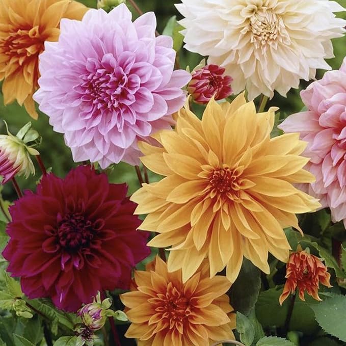 Dinnerplate Dahlia Seeds - Cut Flowers, Ornamental, Attracts Pollinators for Garden & Patio Bed - Image 3