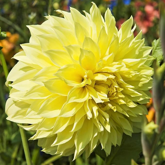 Dinnerplate Dahlia Seeds - Cut Flowers, Ornamental, Attracts Pollinators for Garden & Patio Bed - Image 4
