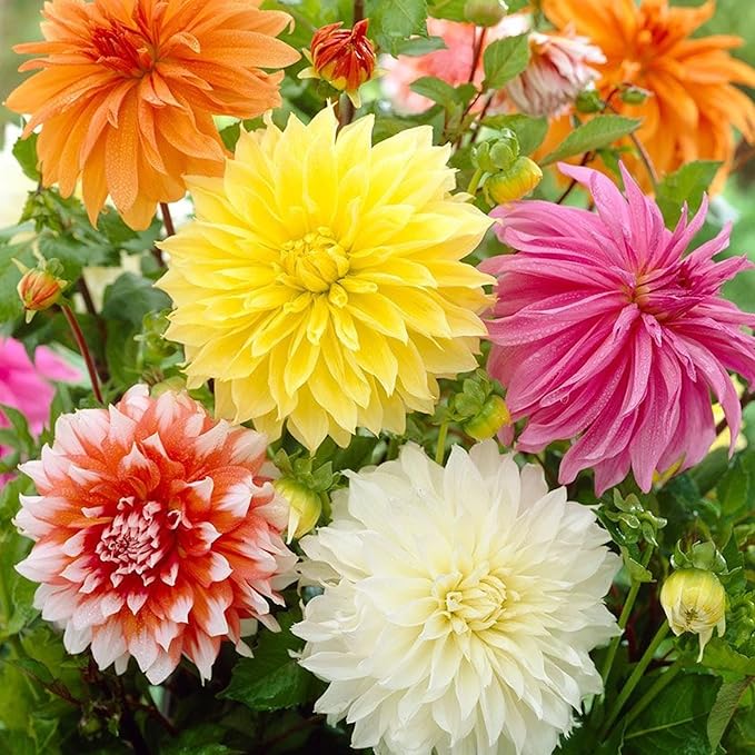 Dinnerplate Dahlia Seeds - Cut Flowers, Ornamental, Attracts Pollinators for Garden & Patio Bed - Image 5