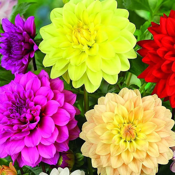 Dinnerplate Dahlia Seeds - Cut Flowers, Ornamental, Attracts Pollinators for Garden & Patio Bed - Image 6