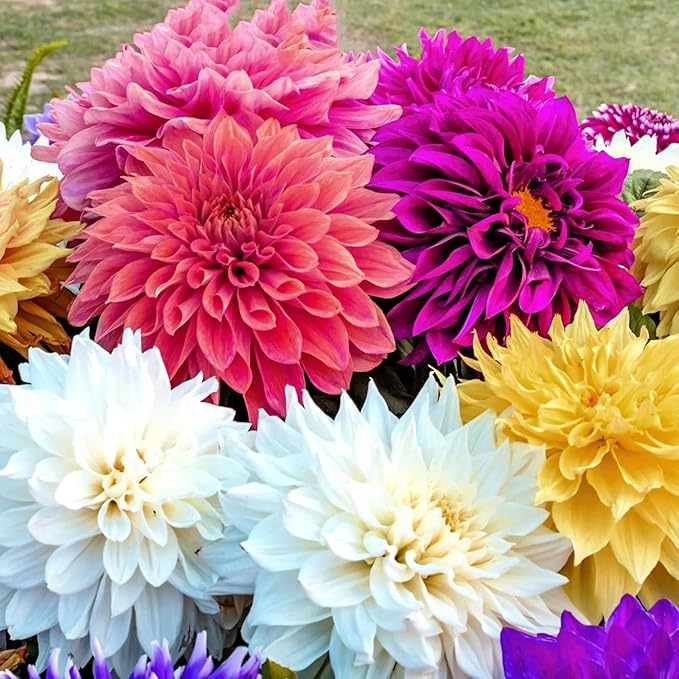 Dinnerplate Dahlia Seeds - Cut Flowers, Ornamental, Attracts Pollinators for Garden & Patio Bed - Image 7