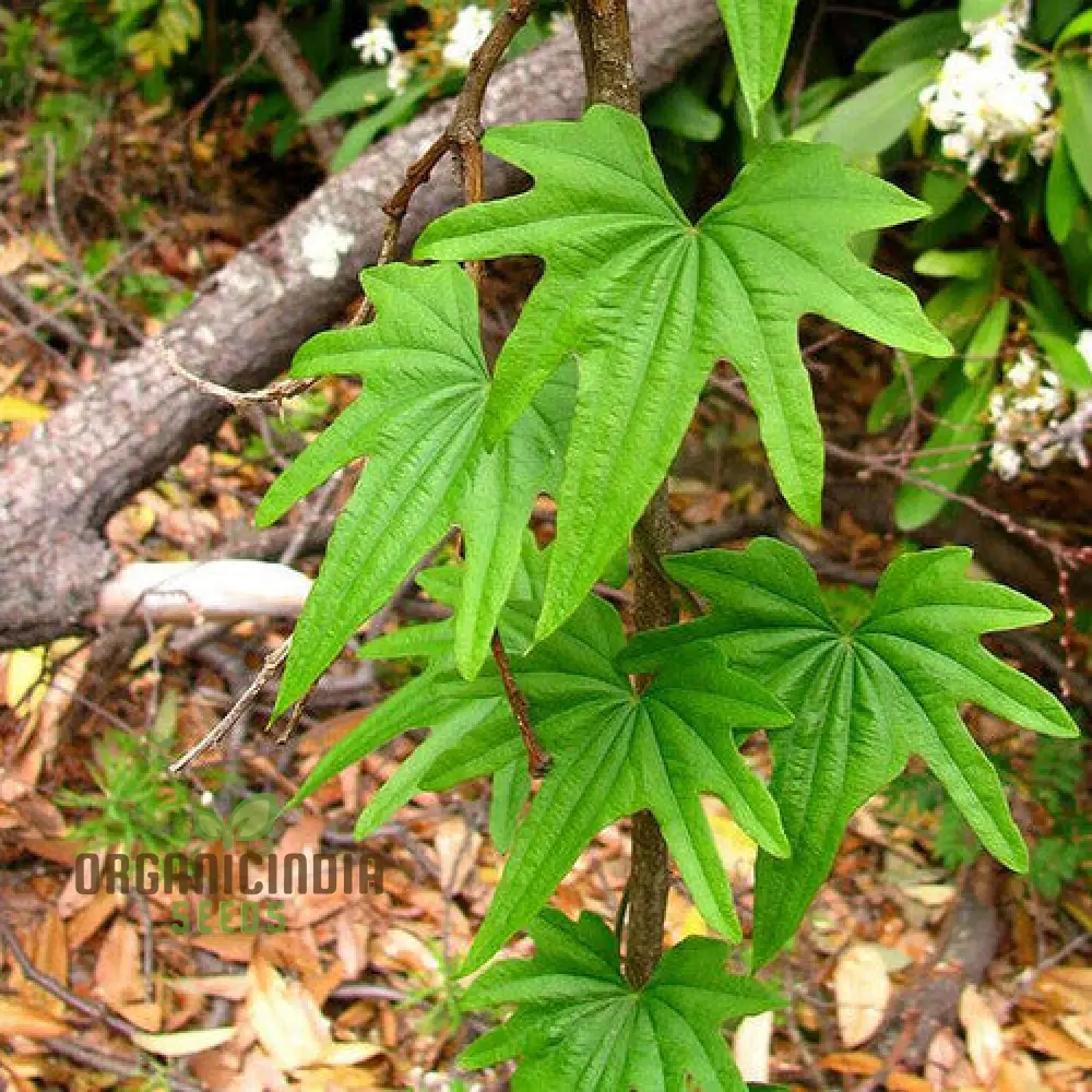 Dioscorea brachy botrya Planting Seeds, Growing Unique and Hardy Plants in Your Garden