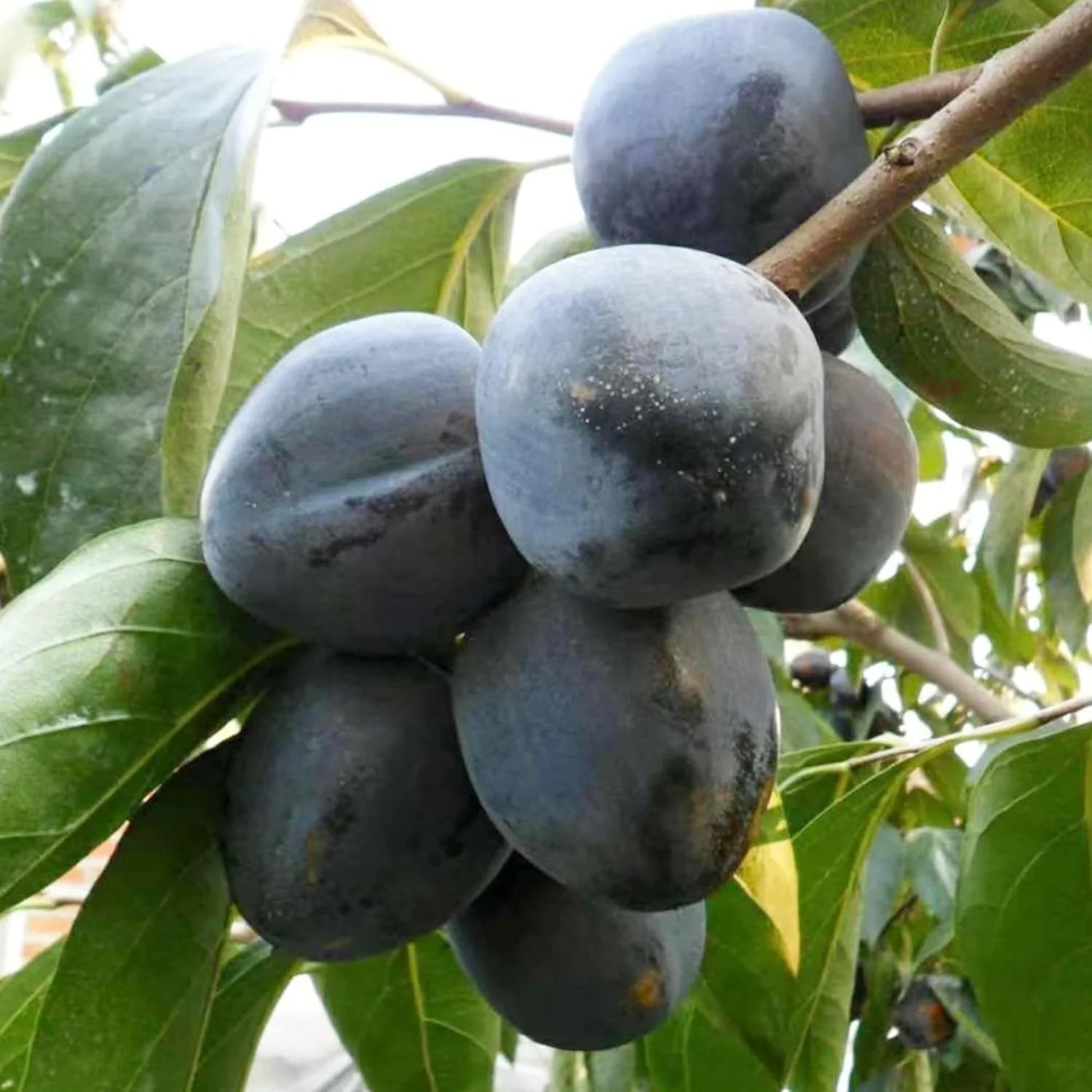 Diospyros Digyna Seeds - Black Sapote, Rich Dark Brown Flesh, Culinary Uses