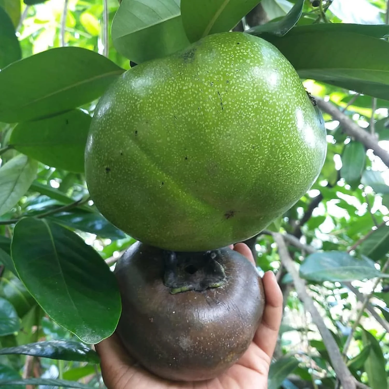 Diospyros Digyna Seeds - Black Sapote, Rich Dark Brown Flesh, Culinary Uses - Image 5