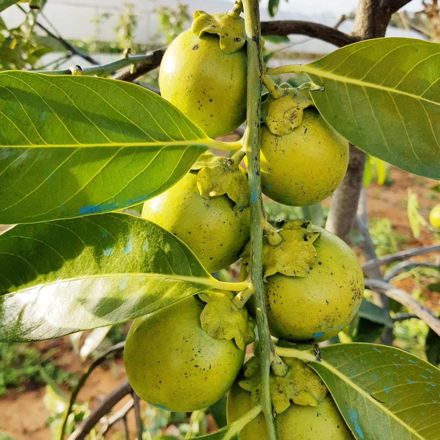 Diospyros Digyna Seeds - Black Sapote, Rich Dark Brown Flesh, Culinary Uses - Image 6