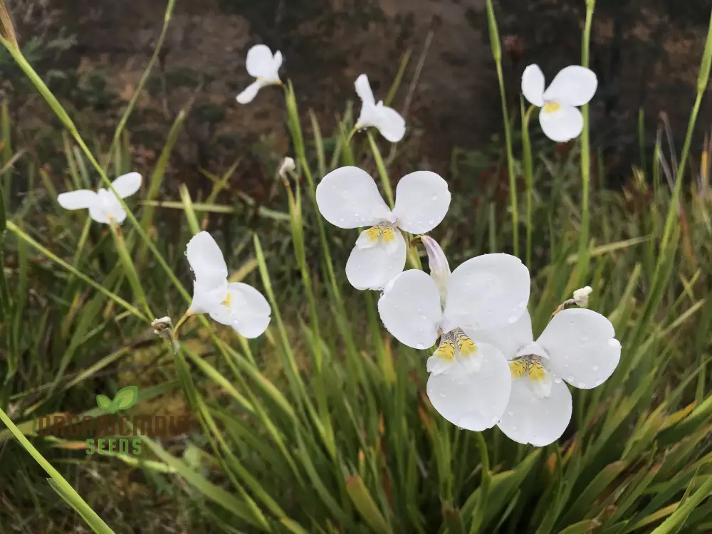 Diplarrhena Moraea Flower Seeds For Planting Cultivating Exquisite Blooms in Your Garden - Image 3