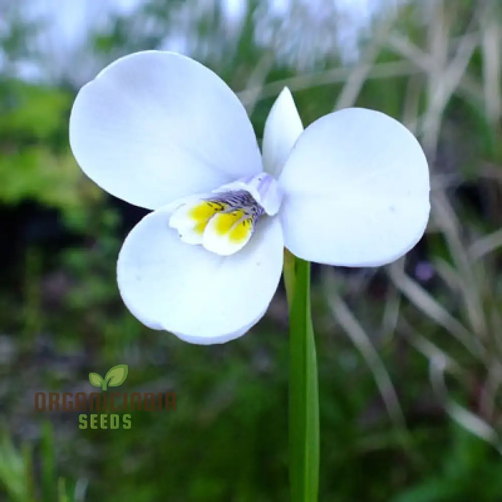 Diplarrhena Moraea Flower Seeds For Planting Cultivating Exquisite Blooms in Your Garden - Image 4