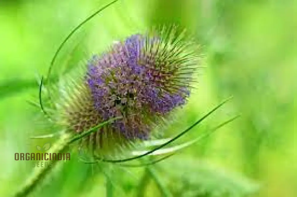 Dipsacus Fullonum (Teasel) Plants for Gardening - Robust, Decorative, and Wildlife-Friendly Perennials for Stunning Garden Displays and Eco-Friendly Landscaping