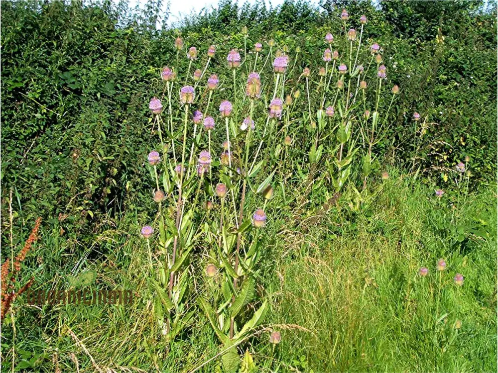 Dipsacus Fullonum (Teasel) Plants for Gardening - Robust, Decorative, and Wildlife-Friendly Perennials for Stunning Garden Displays and Eco-Friendly Landscaping - Image 3