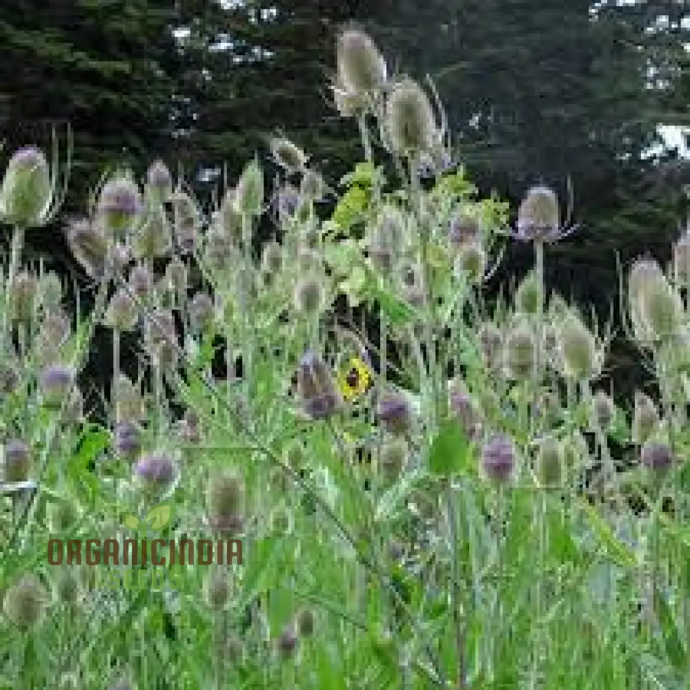 Dipsacus Fullonum (Teasel) Plants for Gardening - Robust, Decorative, and Wildlife-Friendly Perennials for Stunning Garden Displays and Eco-Friendly Landscaping - Image 4