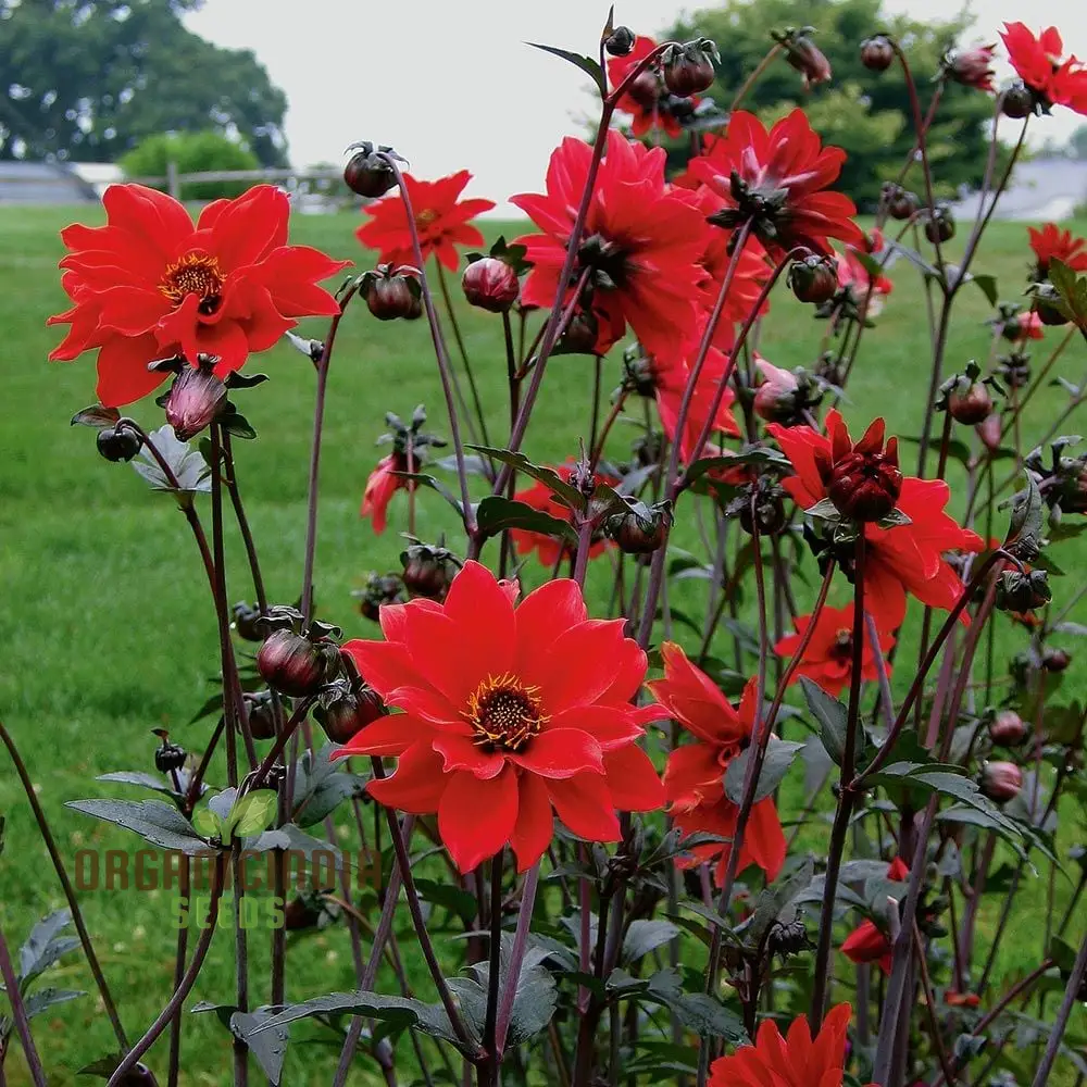 Dahlia Bishop's Children Seeds – Vibrant Mixed Colors for Garden Planting