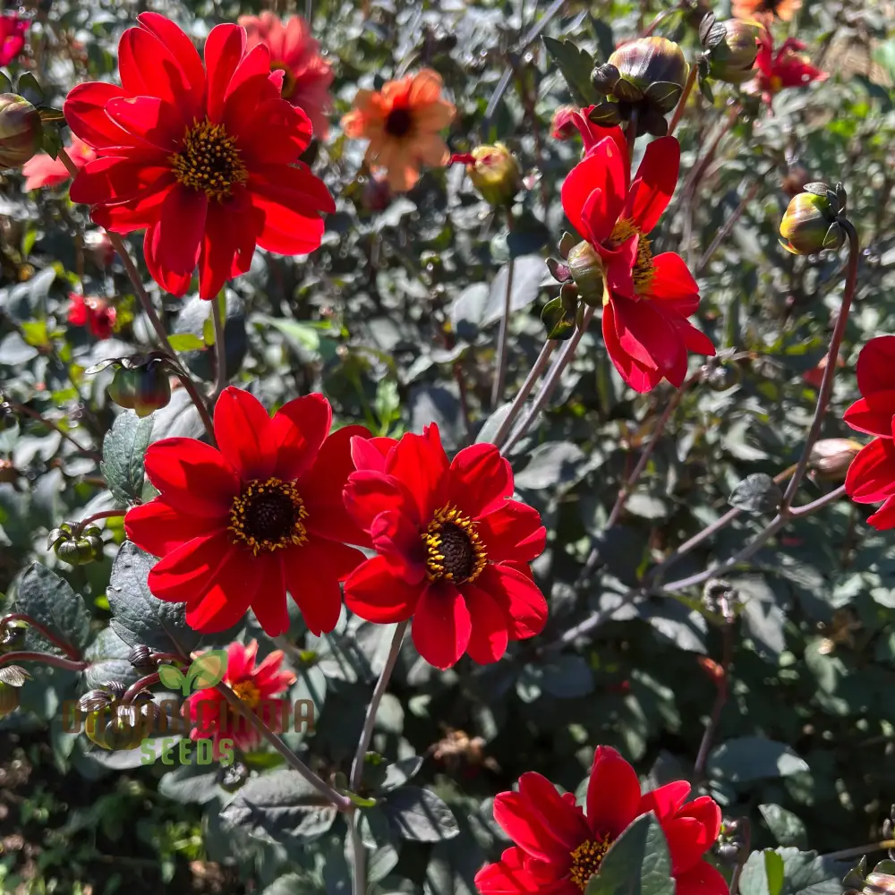 Dahlia Bishop's Children Seeds – Vibrant Mixed Colors for Garden Planting - Image 3