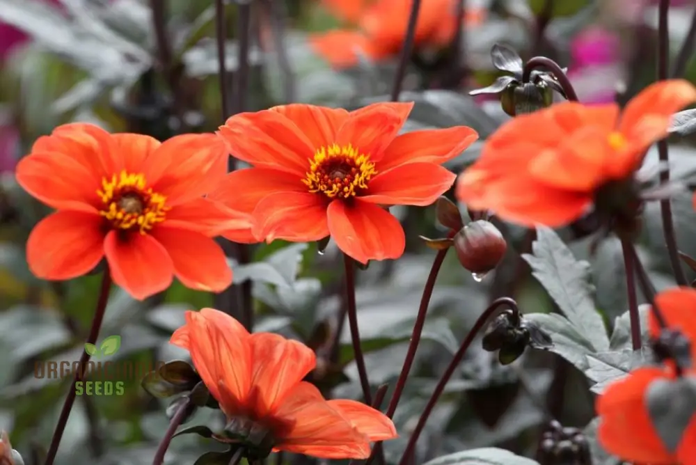 Dahlia Bishop's Children Seeds – Vibrant Mixed Colors for Garden Planting - Image 4