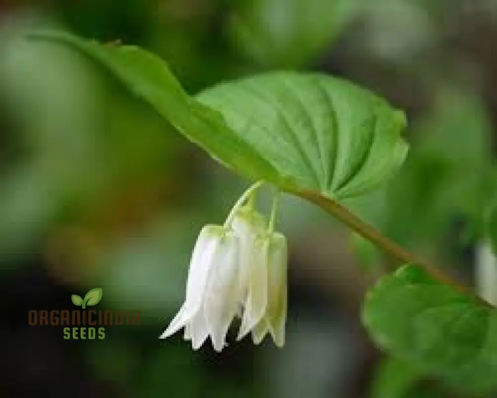 Disporum Smithii Flower Seeds For Planting, Graceful Additions to Your Garden