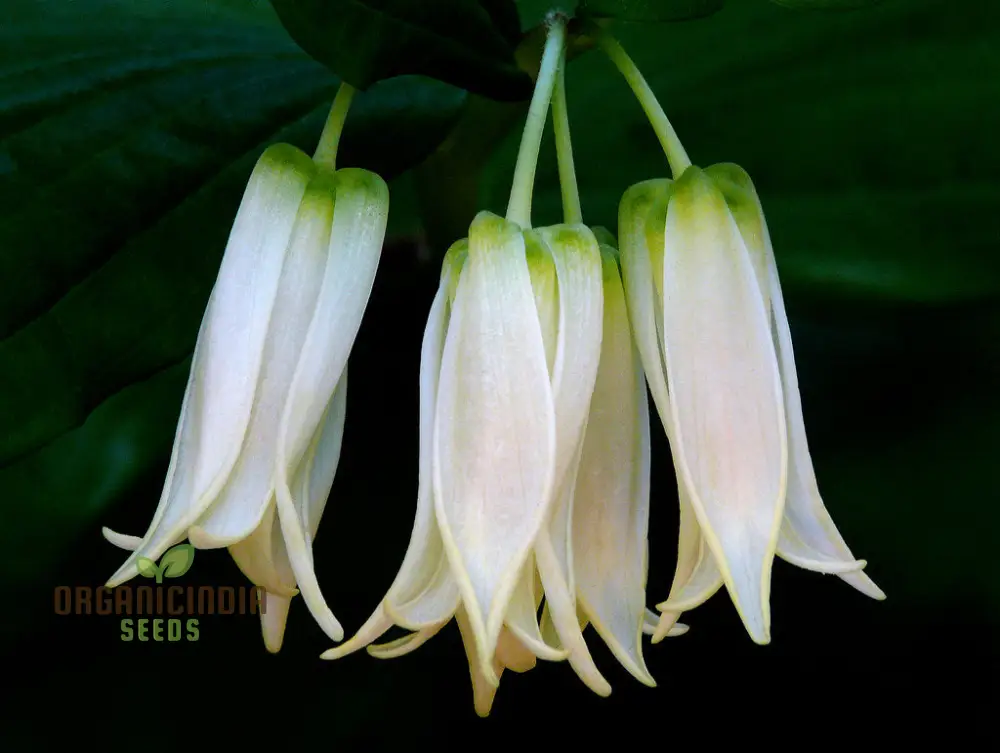 Disporum Smithii Flower Seeds For Planting, Graceful Additions to Your Garden - Image 3