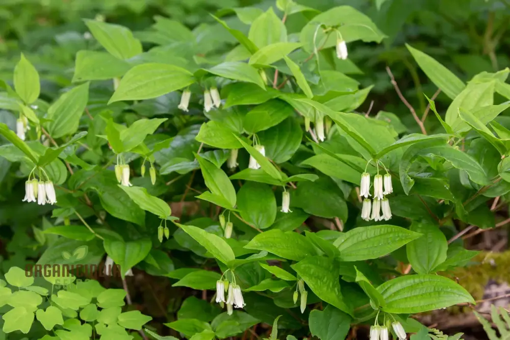 Disporum Smithii Flower Seeds For Planting, Graceful Additions to Your Garden - Image 4