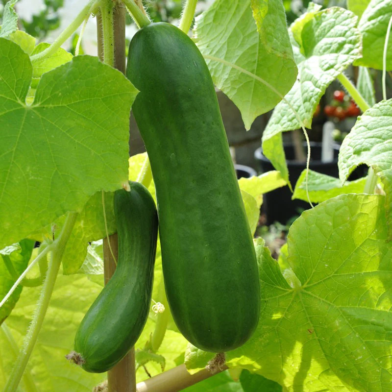 Diva Cucumber Seeds – High-Yield, Burpless & Sweet