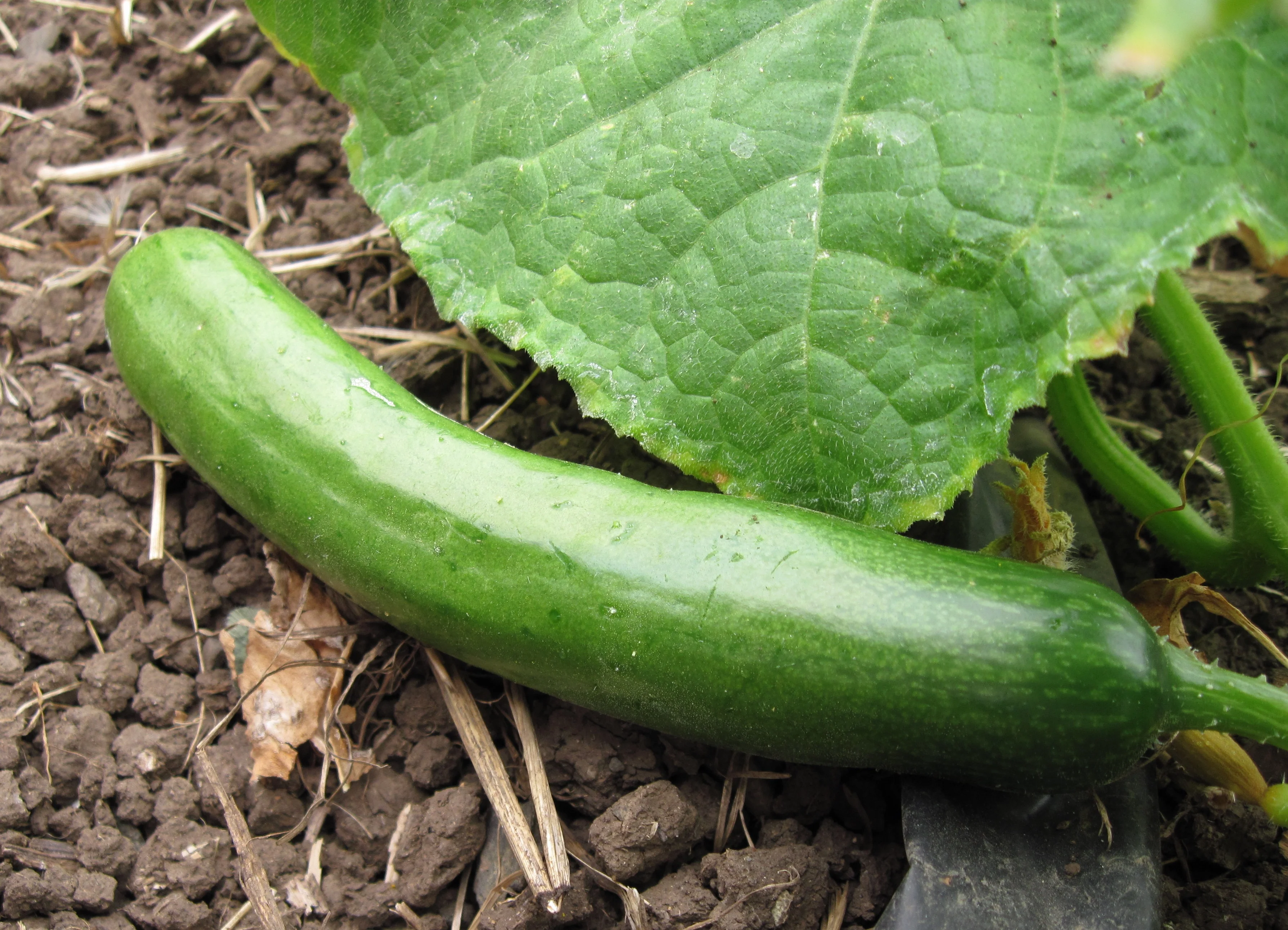 Diva Cucumber Seeds – High-Yield, Burpless & Sweet - Image 3