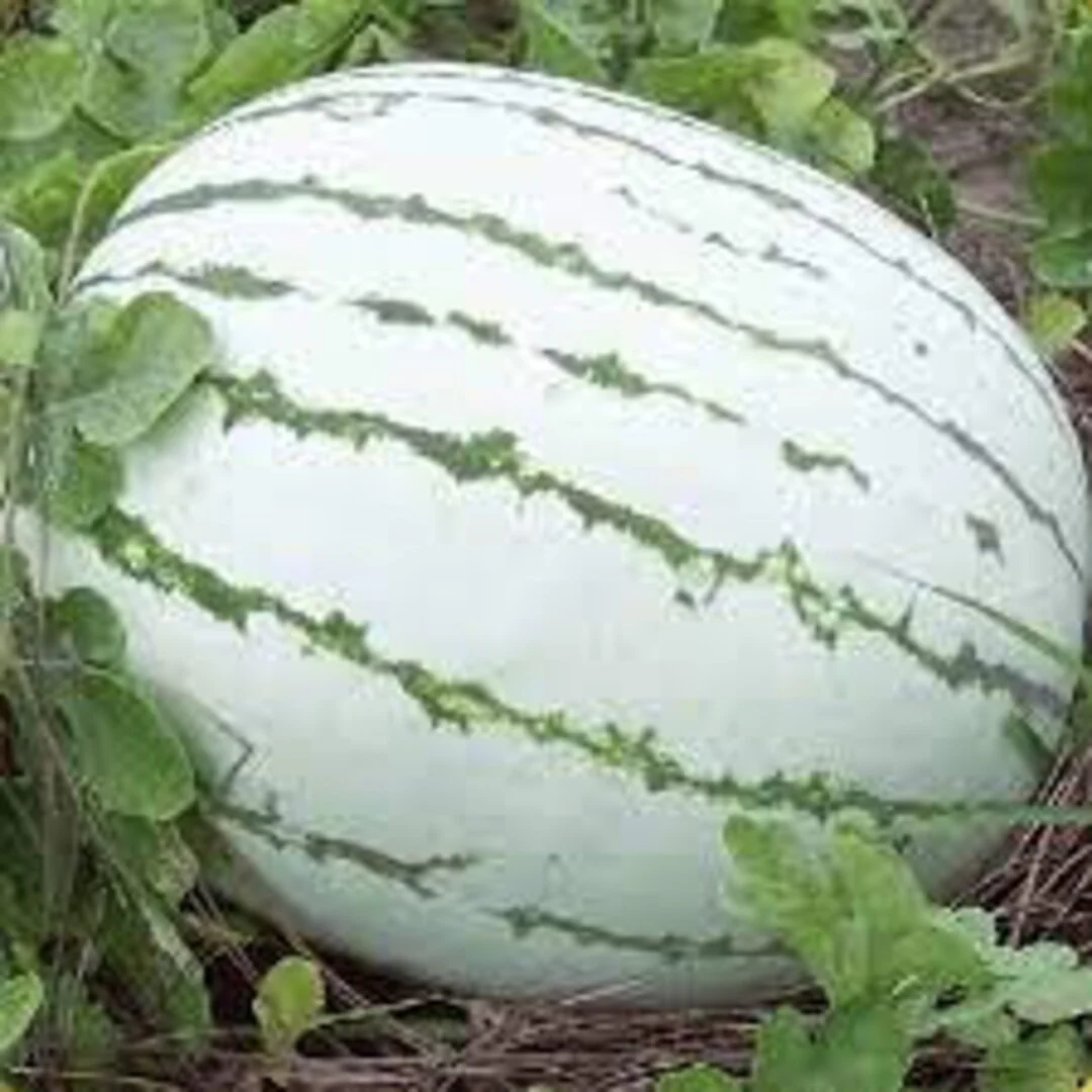 Dixie Queen Watermelon Seeds - Image 4