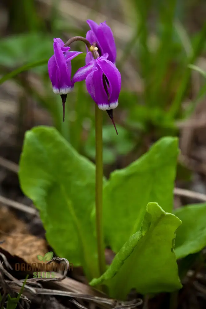 Dodecatheon Frigidum Flower Seeds, Unique and Hardy Blooms to Enrich Your Garden - Image 3