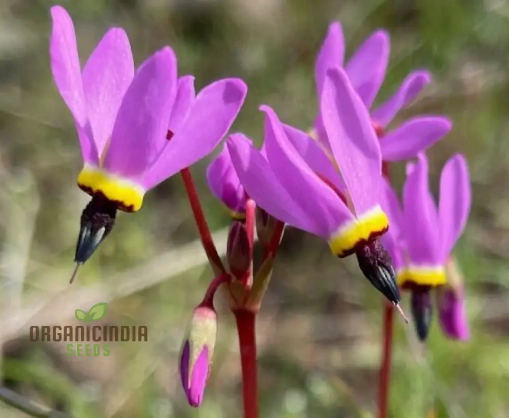 Dodecatheon meadia Seeds For Planting, Cultivating Elegant Blooms for Your Garden