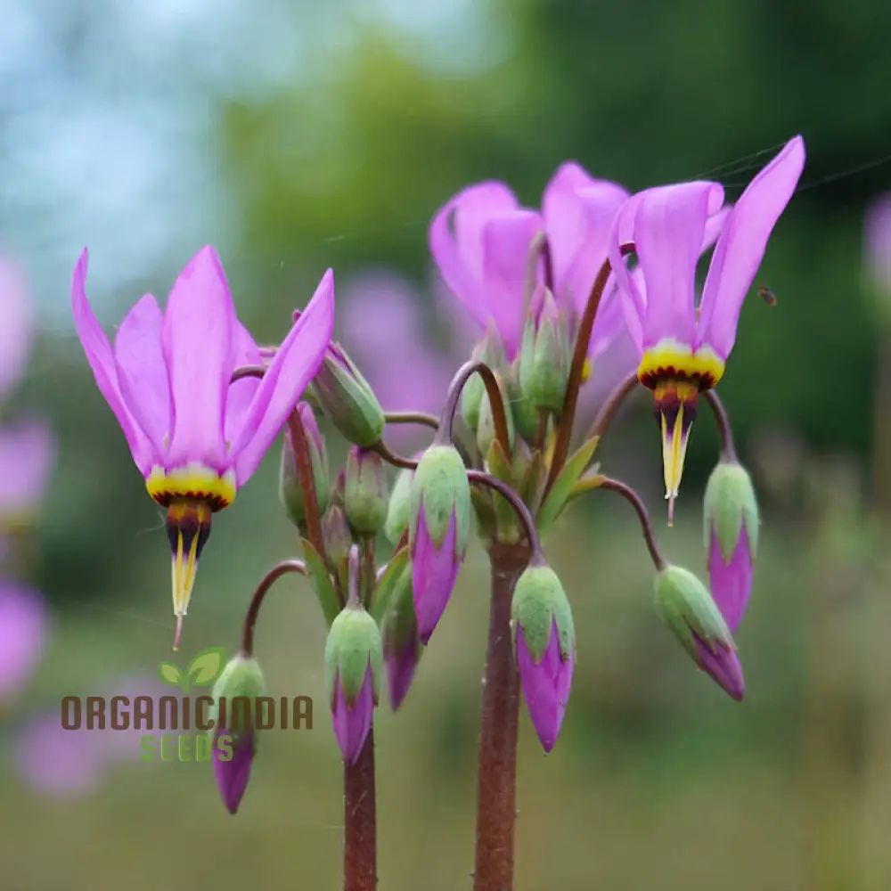 Dodecatheon meadia Seeds For Planting, Cultivating Elegant Blooms for Your Garden - Image 3