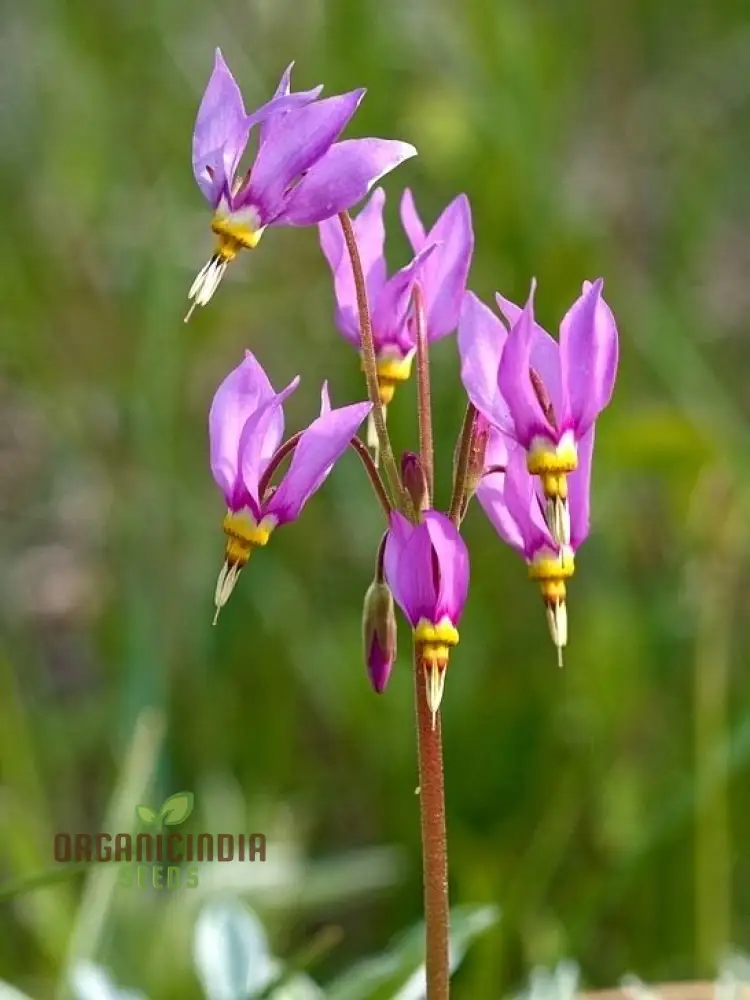 Dodecatheon meadia Seeds For Planting, Cultivating Elegant Blooms for Your Garden - Image 4