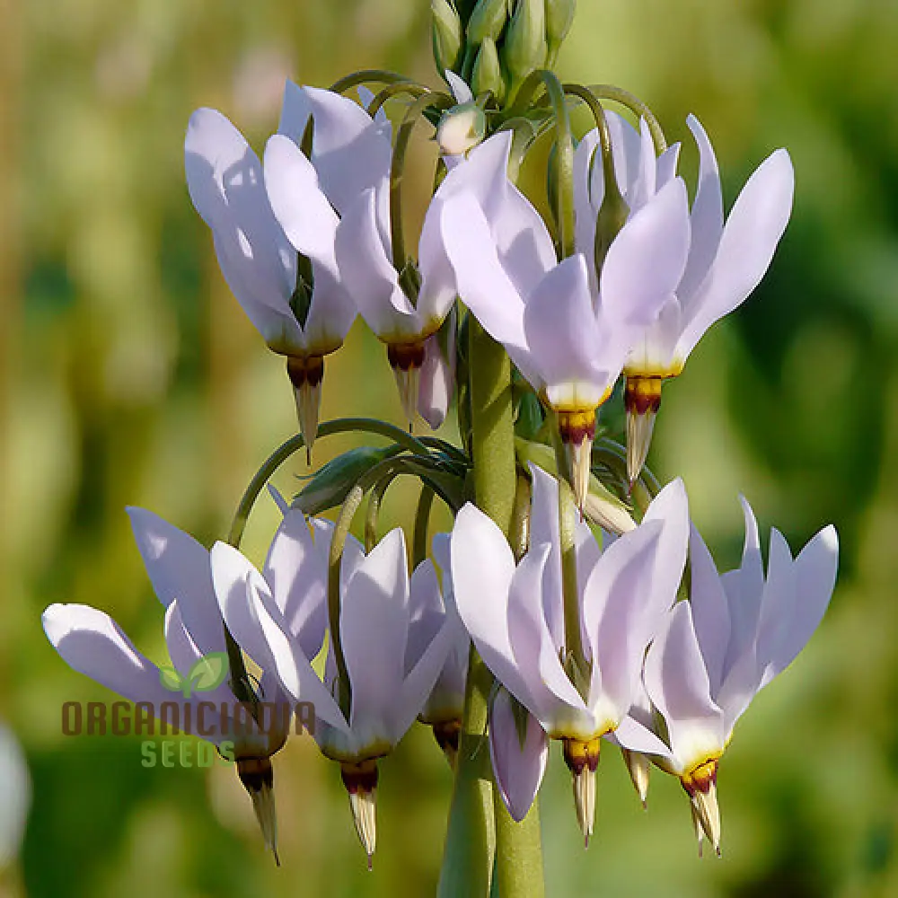 Dodecatheon Species Mixed Flower Seeds, A Kaleidoscope of Wildflower Beauty