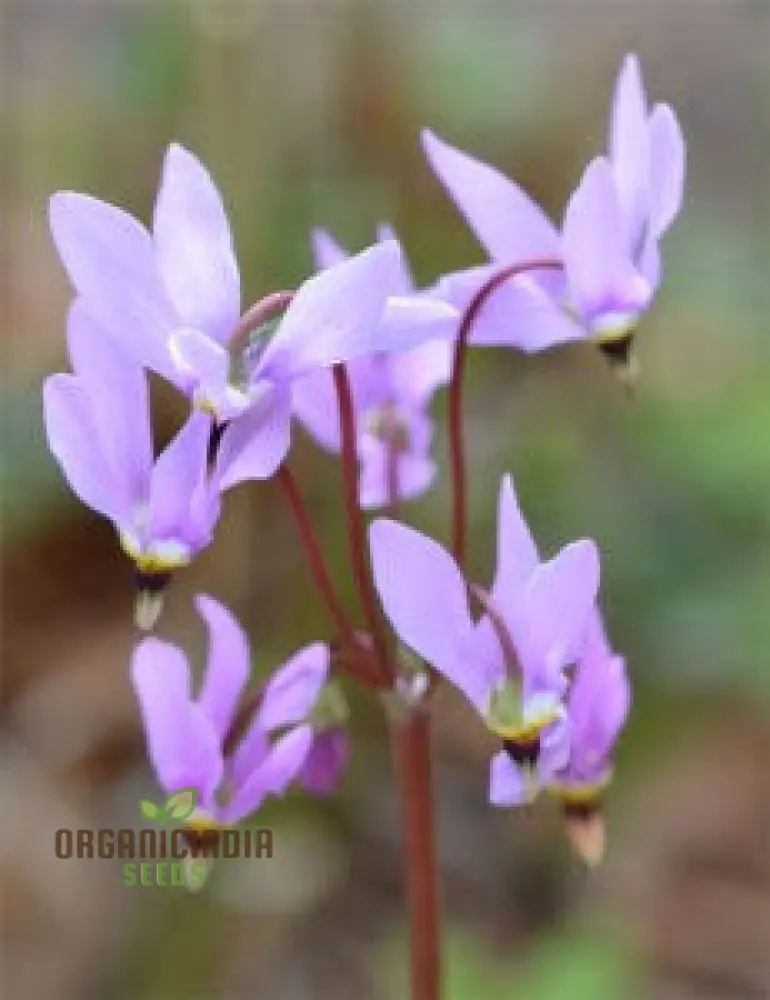 Dodecatheon Species Mixed Flower Seeds, A Kaleidoscope of Wildflower Beauty - Image 3