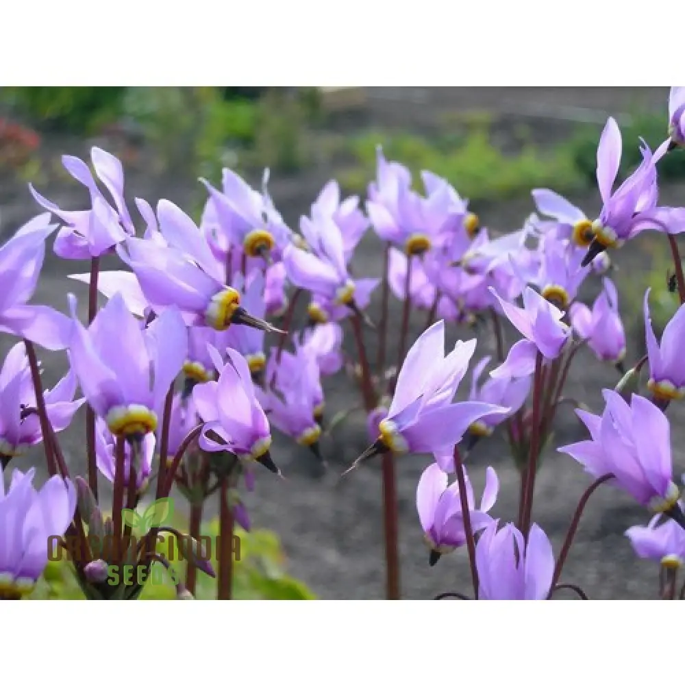 Dodecatheon Species Mixed Flower Seeds, A Kaleidoscope of Wildflower Beauty - Image 4