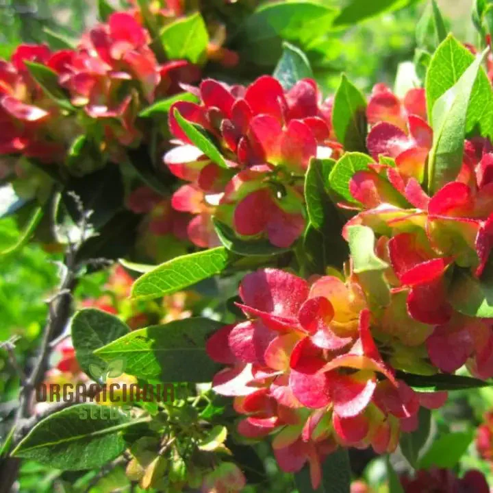 Dodonaea Viscosa Flower Seeds For Planting, Enhancing Landscapes with Vibrant Foliage