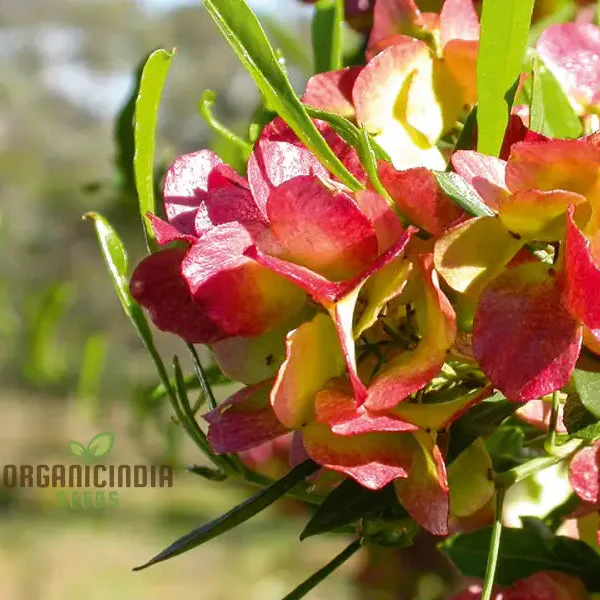 Dodonaea Viscosa Flower Seeds For Planting, Enhancing Landscapes with Vibrant Foliage - Image 3