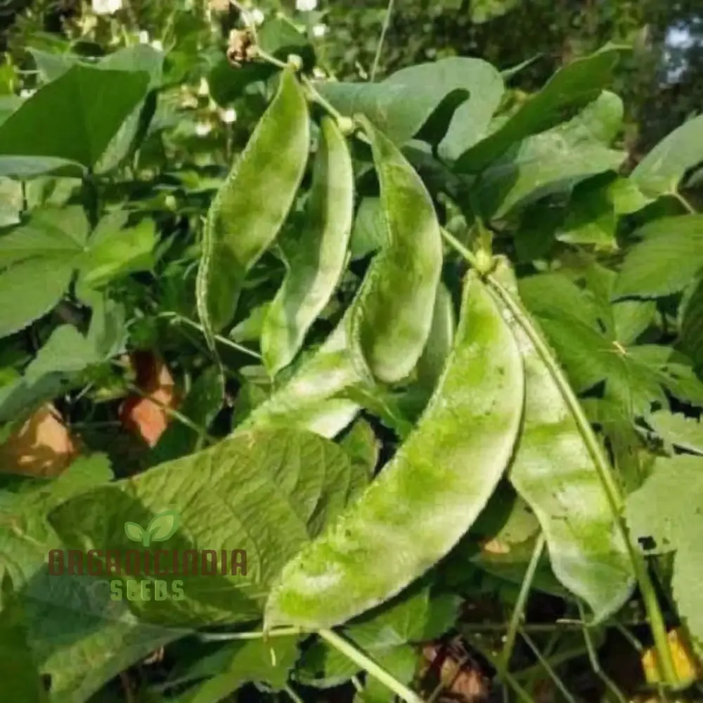 Dolichos Bush Vegetable Seeds, Fast-Growing, Nutrient-Rich, Ideal for Home Gardens - Image 3