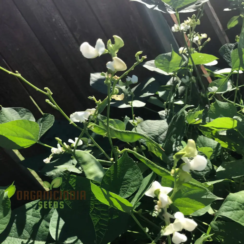 Dolichos Bush Vegetable Seeds, Fast-Growing, Nutrient-Rich, Ideal for Home Gardens - Image 4