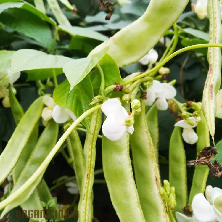 Dolichos Light Green Seeds - Fast Planting Tips for Gardening Enthusiasts