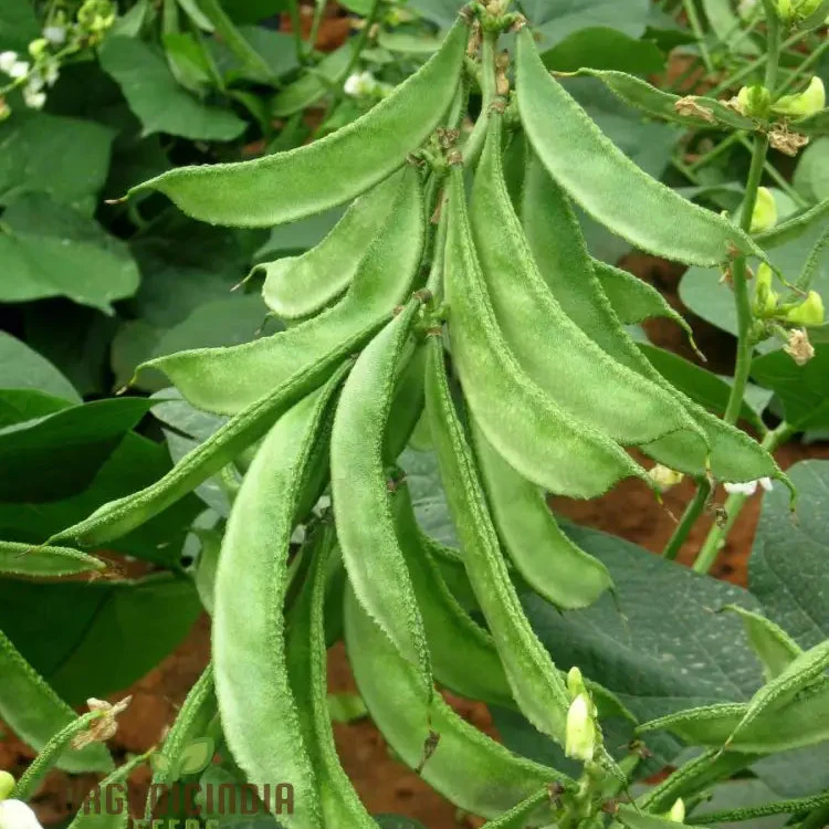 Dolichos Light Green Seeds - Fast Planting Tips for Gardening Enthusiasts - Image 3