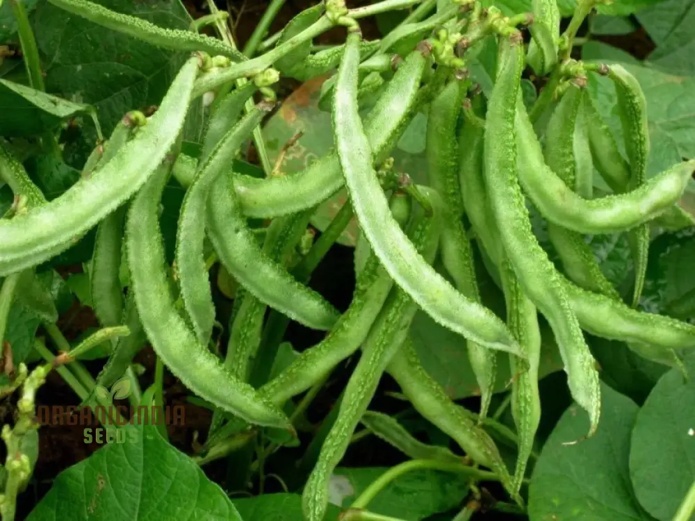 Dolichos Light Green Seeds - Fast Planting Tips for Gardening Enthusiasts - Image 4