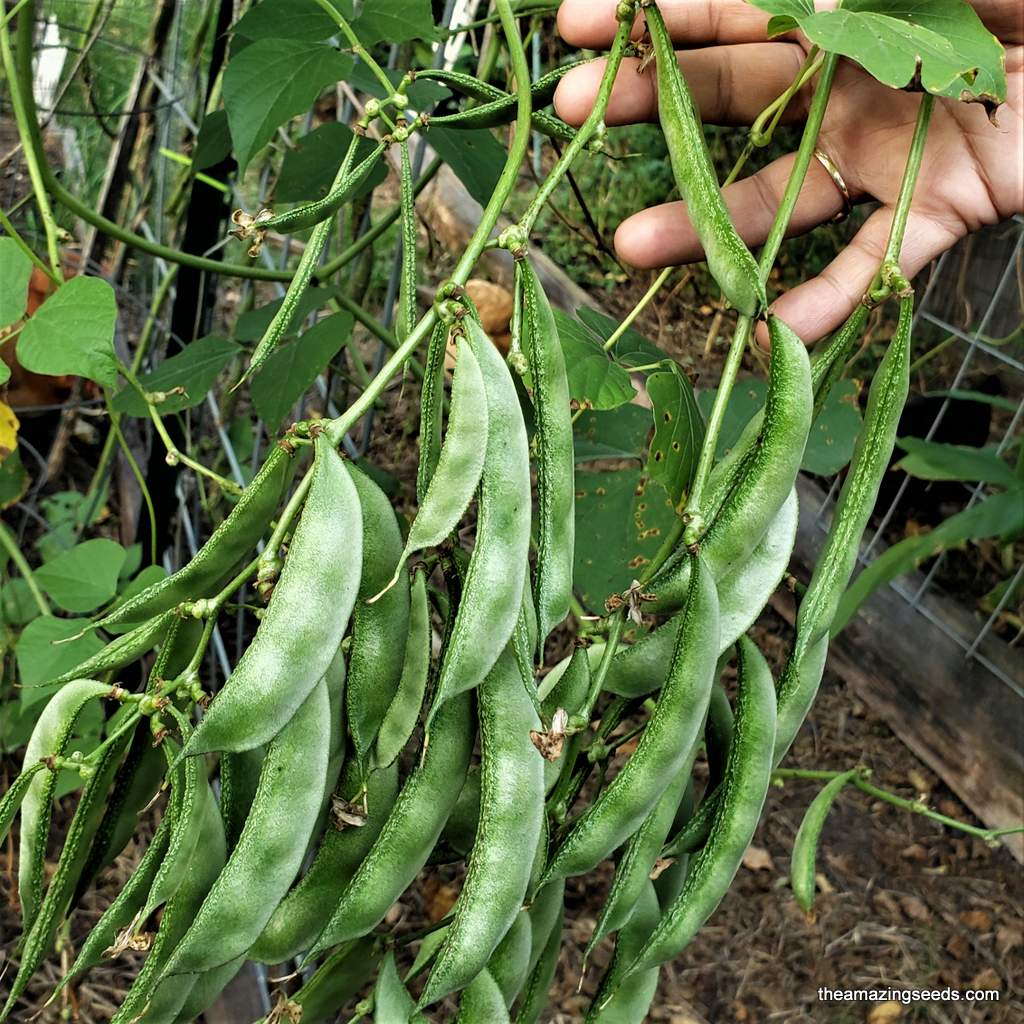 Dolichos Light Green Seeds - Fast Planting Tips for Gardening Enthusiasts - Image 5