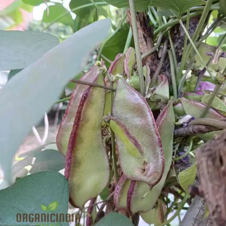 Dolichos Red Broad Seeds - Premium Quality for Planting and Growing Beautiful Vines in Your Garden - Image 3