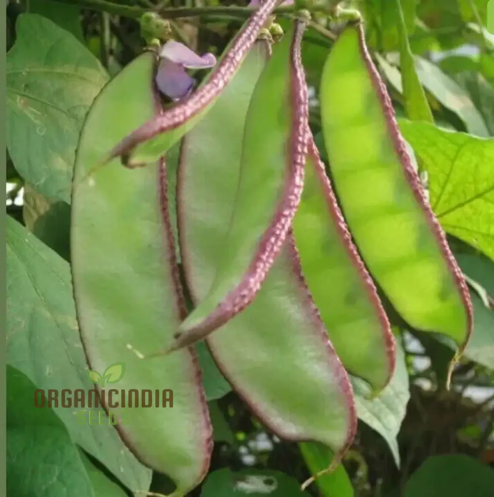 Dolichos Red Broad Seeds - Premium Quality for Planting and Growing Beautiful Vines in Your Garden - Image 4