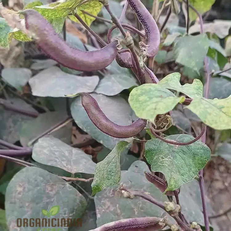 Dolichos Violet Green Seeds - Exquisite Vine for Planting in Your Garden