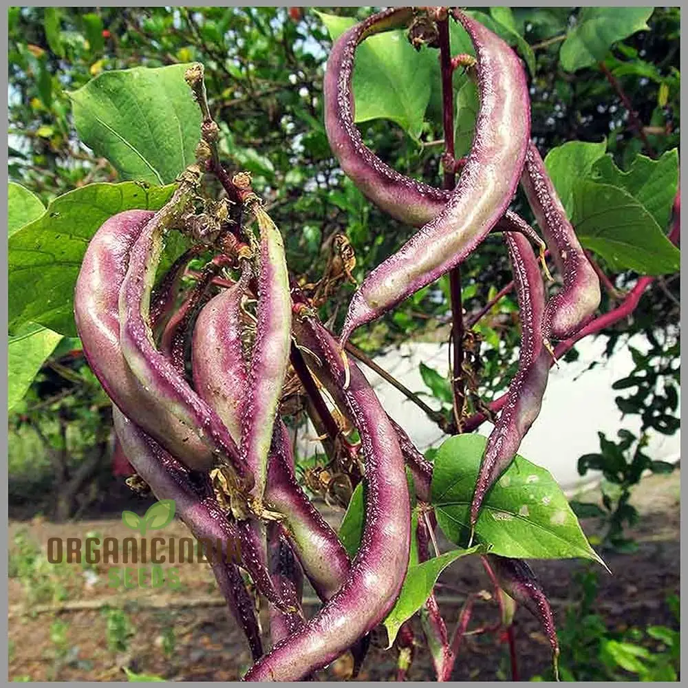 Dolichos Violet Green Seeds - Exquisite Vine for Planting in Your Garden - Image 3