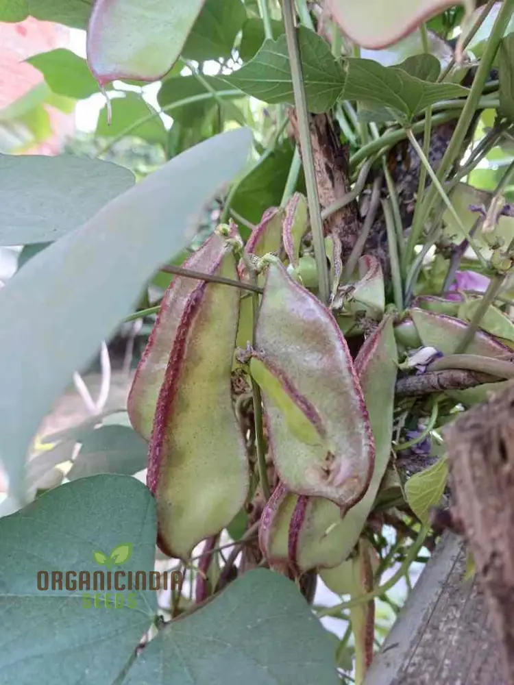 Dolichos Violet Green Seeds - Exquisite Vine for Planting in Your Garden - Image 4