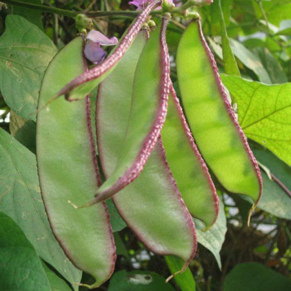 Dolichos Violet Green Seeds - Exquisite Vine for Planting in Your Garden - Image 5