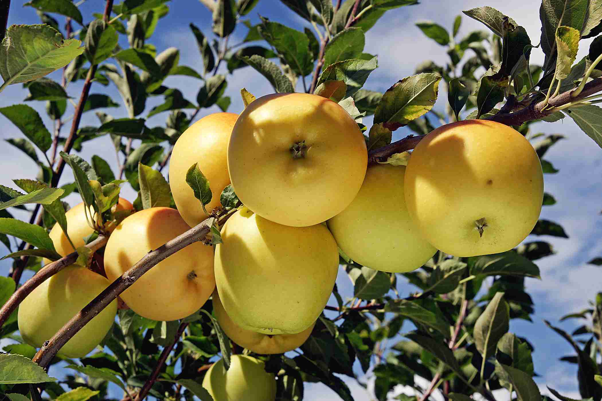 Dorsett Golden Apple Seeds for Planting – Sweet, Crisp & Early-Ripening Apple Trees - Image 2