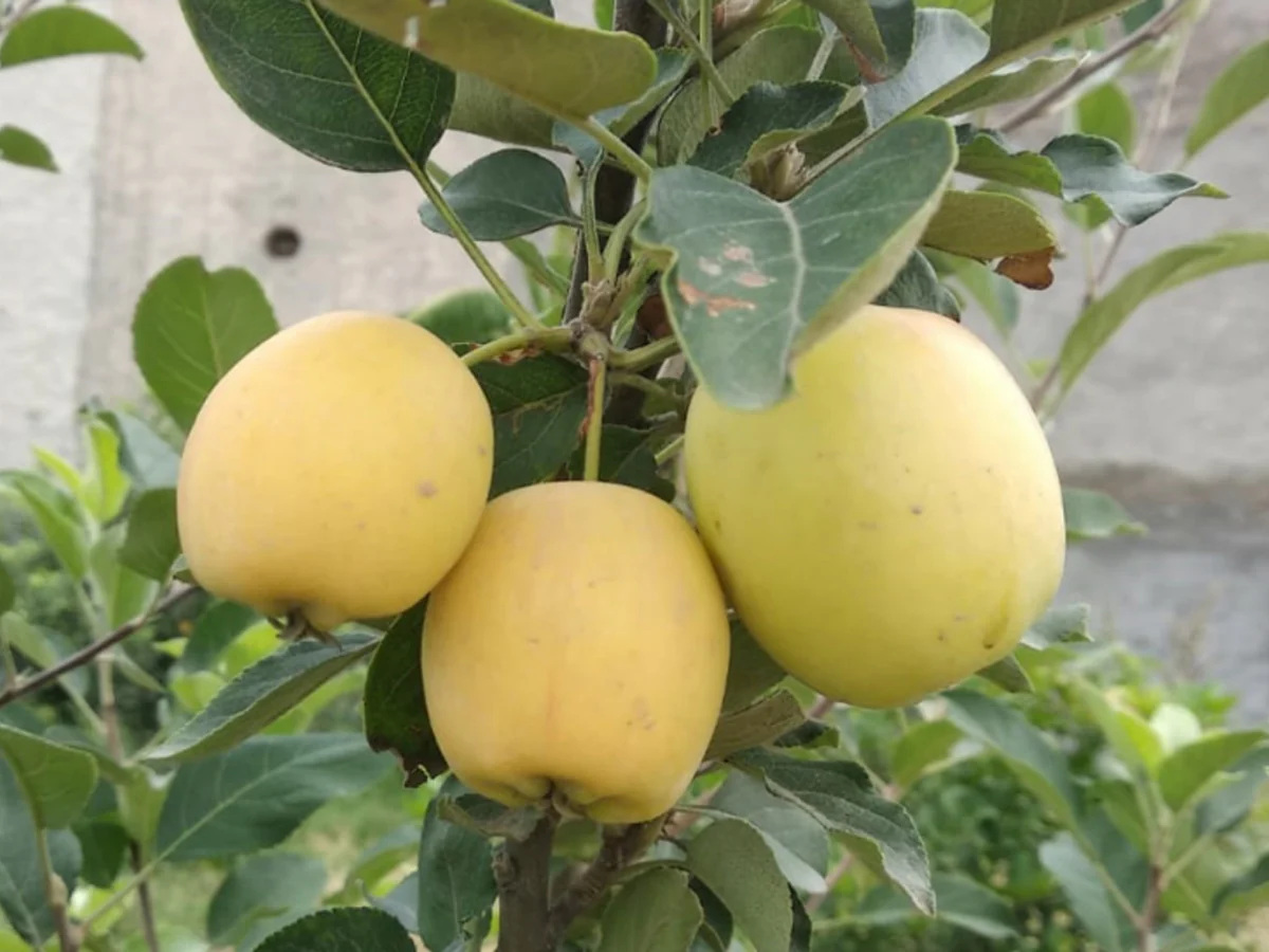 Dorsett Golden Apple Seeds for Planting – Sweet, Crisp & Early-Ripening Apple Trees - Image 3